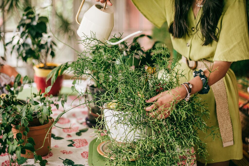 indoor plants