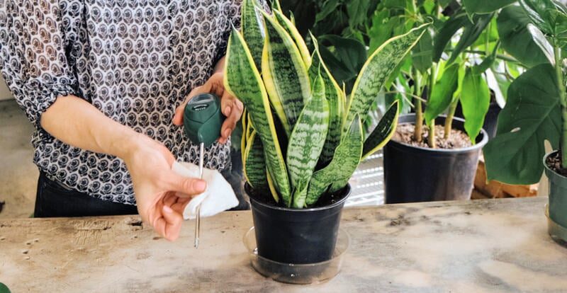 indoor plants